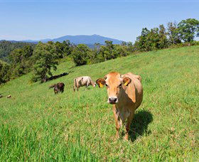Mungalli Creek Biodynamic Dairy And Organic Cafe - Mackay Tourism 3