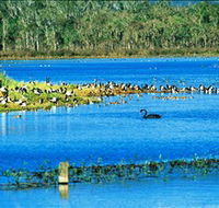 Hasties Swamp National Park - Mackay Tourism
