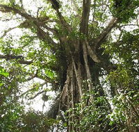 Cathedral Fig Tree - Mackay Tourism