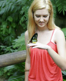 Australian Butterfly Sanctuary - Mackay Tourism 1