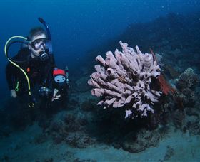 Eddy Reef Dive Site - Mackay Tourism 1