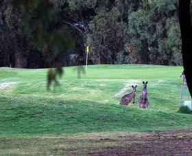 Deniliquin Golf Club - Mackay Tourism 2