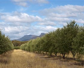 Red Rock Olives - Mackay Tourism 1