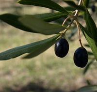 Red Rock Olives - Mackay Tourism