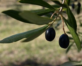 Red Rock Olives - Mackay Tourism 0