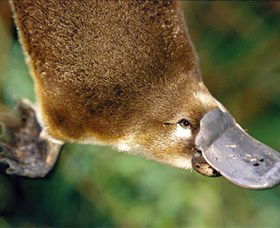 Eungella National Park - Mackay Tourism 0