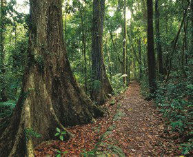 Eungella National Park - Mackay Tourism 1