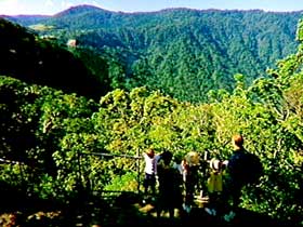 Eungella National Park - Mackay Tourism 3