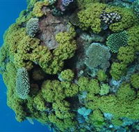 Keeper Reef Dive Site - Mackay Tourism