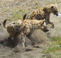 Altina Wildlife Park - Mackay Tourism