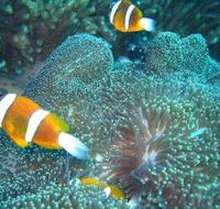 Davies Reef Dive Site - Mackay Tourism