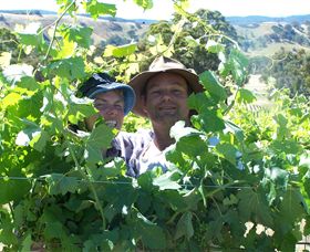 Wimmera Hills Winery - Mackay Tourism 0