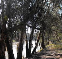 Mia Forest Drives Narrandera - Mackay Tourism