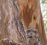 Bird Watching - Mackay Tourism