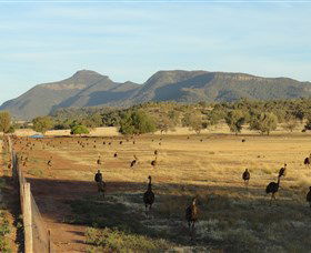 Emu Logic - Mackay Tourism 0