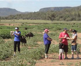 Emu Logic - Mackay Tourism 2