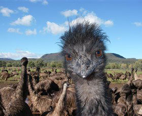 Emu Logic - Mackay Tourism 1
