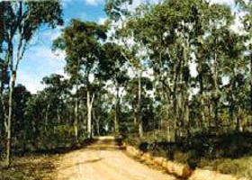 Paddys Ranges State Park - Mackay Tourism 0