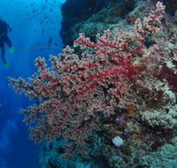 Nursery Bommie Dive Site - Mackay Tourism