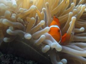Whitsundays QLD Mackay Tourism