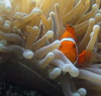 The Hangover Dive Site - Mackay Tourism