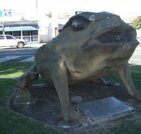 Big Cane Toad - Mackay Tourism