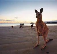Wallabies on the Beach at Cape Hillsborough