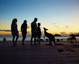 Wallabies On The Beach At Cape Hillsborough - Mackay Tourism 2