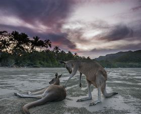 Wallabies On The Beach At Cape Hillsborough - Mackay Tourism 1