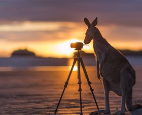 Wallabies On The Beach At Cape Hillsborough - Mackay Tourism 3