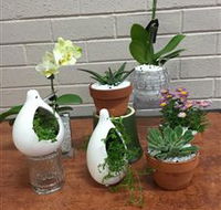 Cobram Florist - Mackay Tourism