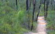 Sculptures In The Scrub Walking Track - thumb 1