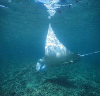 Manta Ray Bay Dive Site - Mackay Tourism