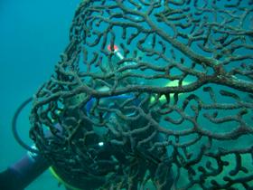 Fairey Reef - Mackay Tourism 3