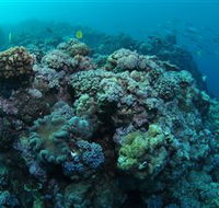 Manta Ray Drop Off Dive Site - Mackay Tourism