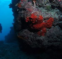 Stepping Stones Dive Site - Mackay Tourism
