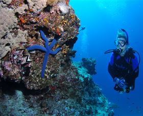 Lighthouse Bommie Dive Site - Mackay Tourism 0