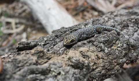 Wagun Picnic Area - Mackay Tourism 1