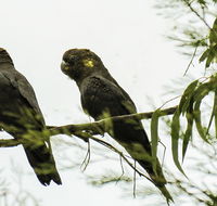Conimbla National Park - Mackay Tourism