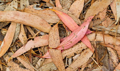 Green Camp - Mackay Tourism 2