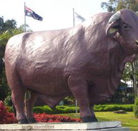 Rockhampton Bull Statues - Mackay Tourism