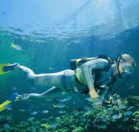 Seaflight Bommie Dive Site - Mackay Tourism