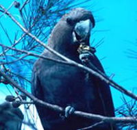 Mount Archer National Park - Mackay Tourism