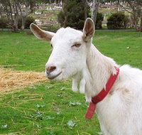 Dunkell Goats - Mackay Tourism