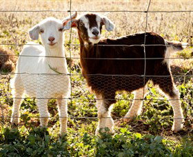 Dunkell Goats - Mackay Tourism 3