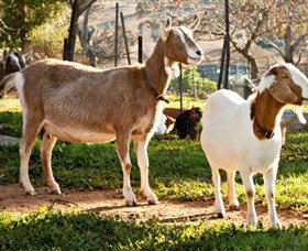 Dunkell Goats - Mackay Tourism 1