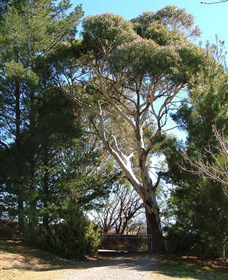 Habitat Vineyard - Mackay Tourism 1