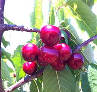 Ballinaclash Orchard and Cellar Door - Mackay Tourism
