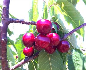 Ballinaclash Orchard And Cellar Door - Mackay Tourism 0