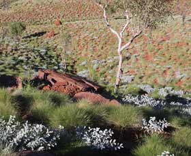 Camel Trail, Millstream-Chichester National Park - Mackay Tourism 2